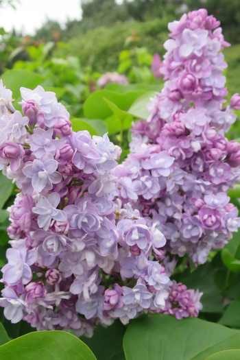 Бузок звичайний Карпе Діем|Syringa vulgaris ’Carpe Diem’|Сирень обыкновенная Карпе Дием